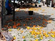 Buscan “bolillitas” de naranja amarga en San Pedro para enviar muestras urgentes a Vietnam