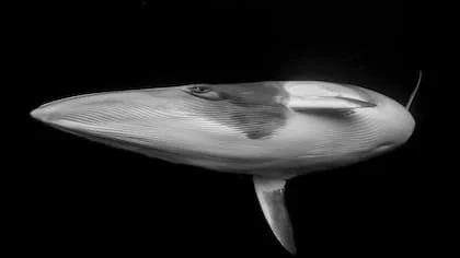 La fotógrafa brasileña Marcia Riederer capta la elegancia y curiosidad de una ballena minke enana (Foto: Marcia Riederer/ Ocean Photographer of the Year)