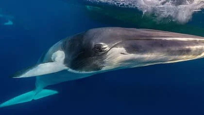 La Gran Barrera de Coral es el único lugar donde se sabe que se congregan cada año ballenas minke enanas (Foto: Marcia Riederer/ Ocean Photographer of the Year)
