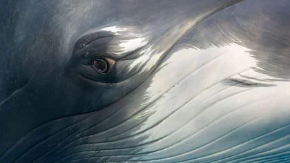 Con sus líneas finas, la foto de Marcia Riederer se parece más a una pintura que a una fotografía (Foto: Marcia Riederer/ Ocean Photographer of the Year)