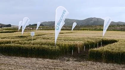 La firma fue iniciadora de investigaciones como el trigo tolerante a sequía