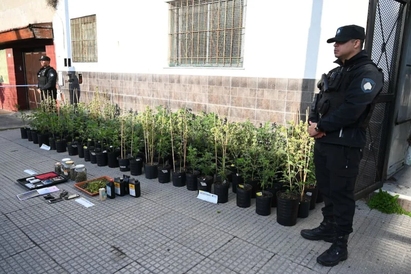Quiso huir de policías y terminó conduciéndolos a un laboratorio clandestino donde cultivaban marihuana