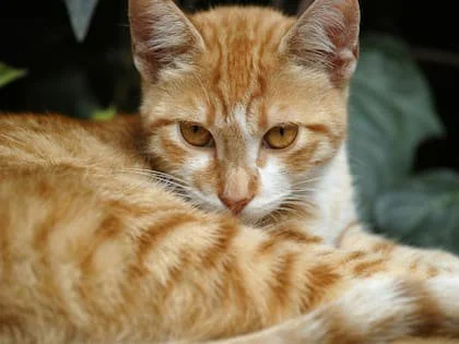 La mayoría de los gatos naranjas pertenece al grupo de los felinos atigrados (Foto: Freepik)
