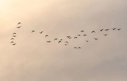 Especialistas revelan qué hay detrás de uno de los comportamientos más llamativos del mundo animal (Foto: Freepik)