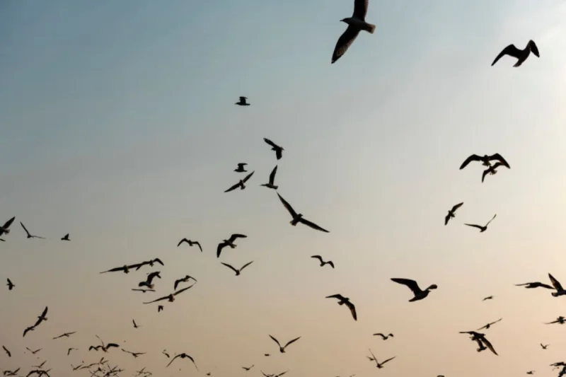 Qué significa que los pájaros vuelen todos juntos