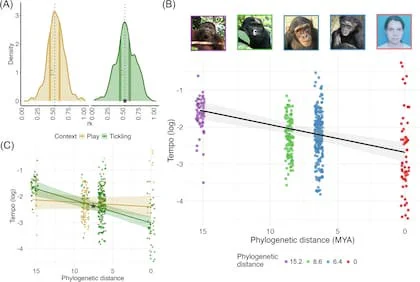 El análisis compara el ritmo de la risa en distintas especies y evidencia una estructura común que se remonta a un ancestro compartido hace millones de años