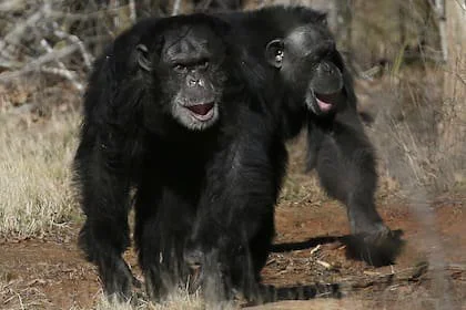 Los chimpancés también emiten sonidos de risa durante el juego, con un patrón rítmico similar al de los humanos, según el estudio
