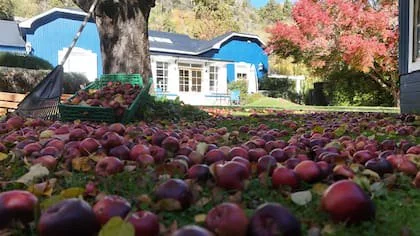 En la casa hay cuatro árboles de manzanas que se cosechan cada otoño.