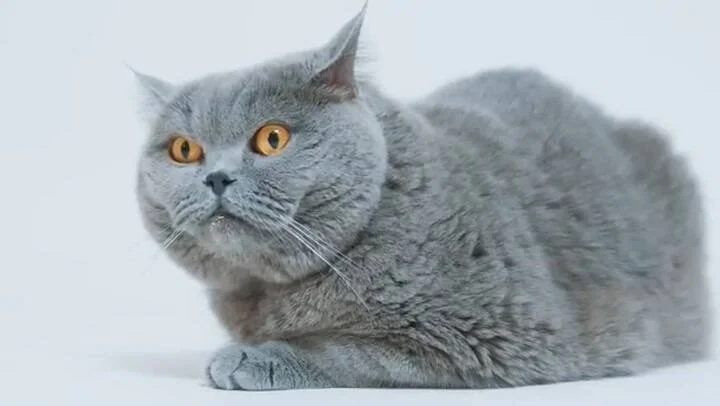 Según el veterinario Carlos Gutiérrez, así suelen comportarse los gatos grises