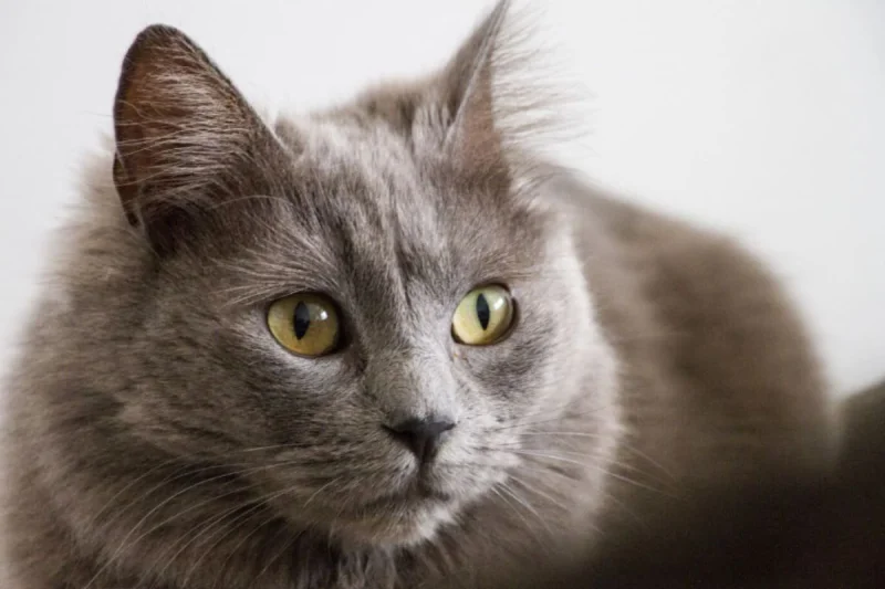 Carlos Gutiérrez, veterinario: “Los gatos grises son menos impulsivos, más tranquilos”