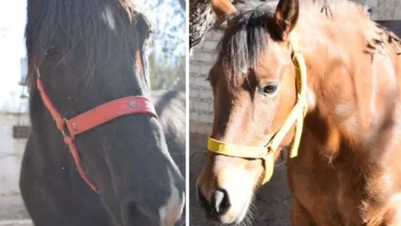 Derecho Animal: qué provincia reconoció a dos yeguas como "seres sintientes" en un fallo histórico
