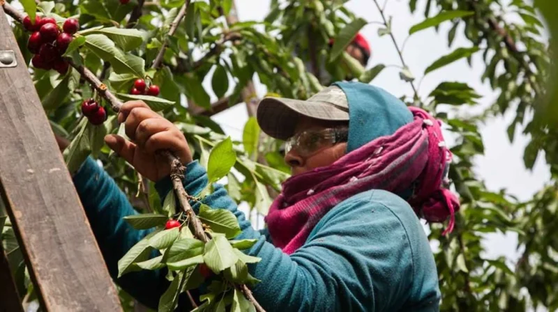 Paritaria rural: homologaron las escalas y el sueldo básico del peón supera el millón de pesos