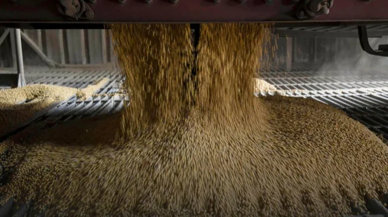La soja y los cereales subieron en Chicago tras difundirse estimaciones sobre la producción norteamericana