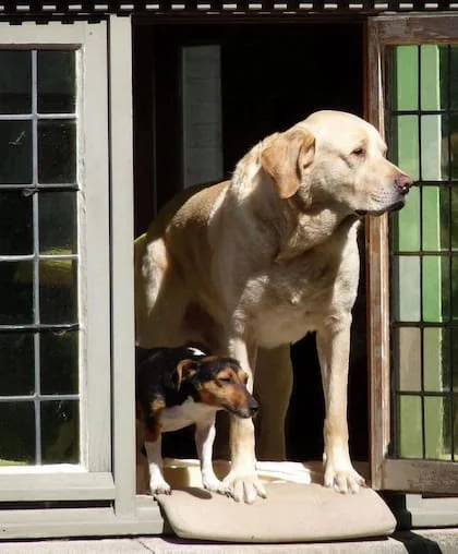 En 2011 el labrador participó de la publicidad de una marca de chocolates