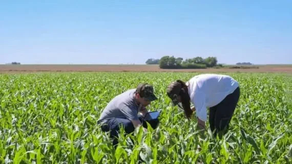 Informe trimestral del USDA: "El productor debería anticiparse y planificar la comercialización"