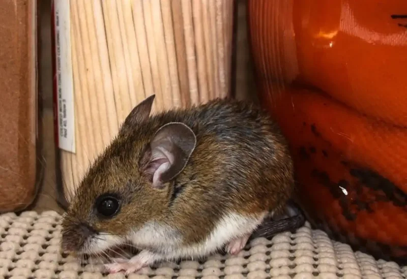 Contagios en un crucero: fin del brote de hantavirus