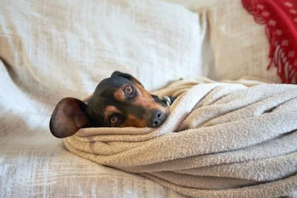 Cómo cuidar a perros y gatos en invierno, según especialistas (Foto: Freepik)