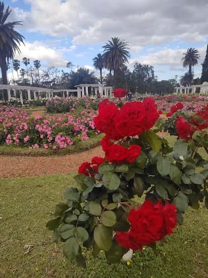 Ubicado en el Parque 3 de Febrero de la Ciudad de Buenos Aires, es un jardín de 3,4 hectáreas con más de 8000 rosales de 93 especies diferentes