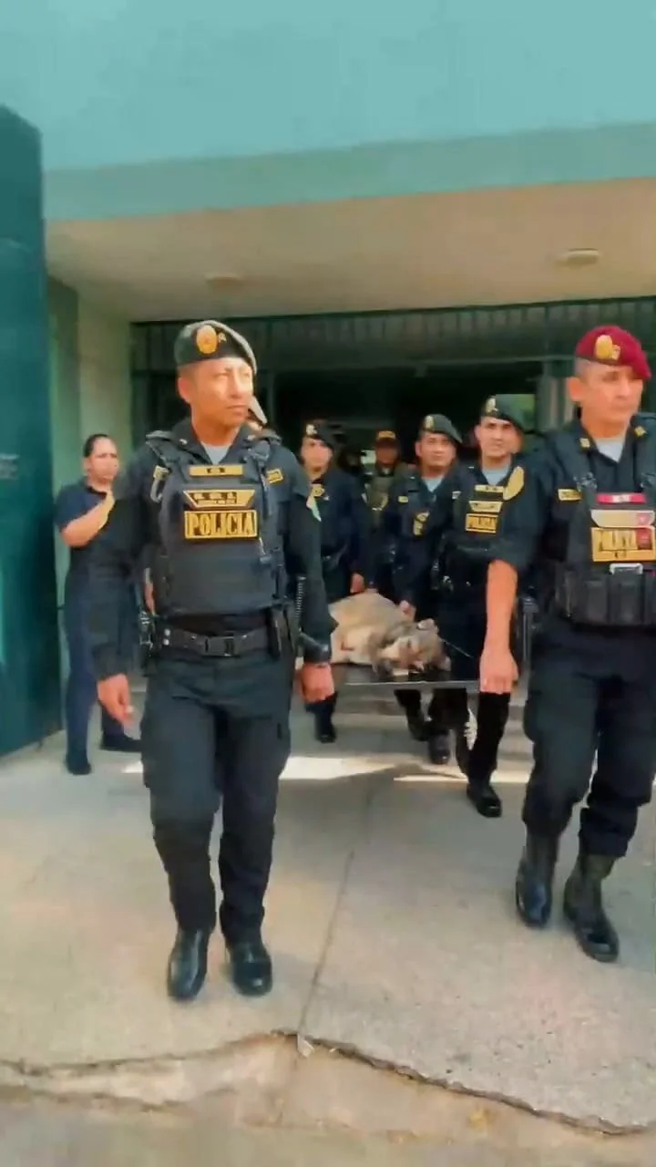 La historia de Vaguito, el perro que pasó de ser rescatado a convertirse en un héroe de la Policía
