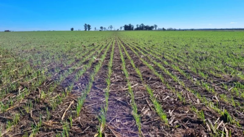 En la zona núcleo hay 100 mil hectáreas de trigo en duda: qué las ponen contra las cuerdas