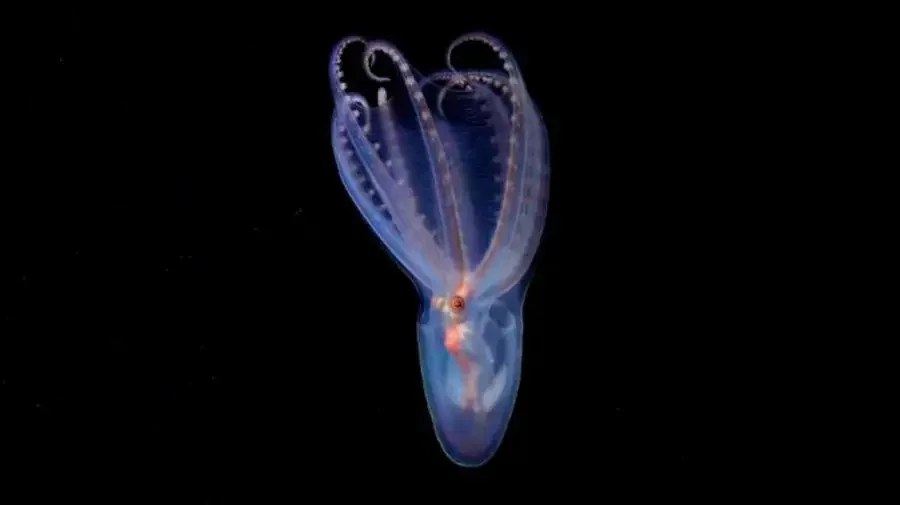 Pulpo 05072026
