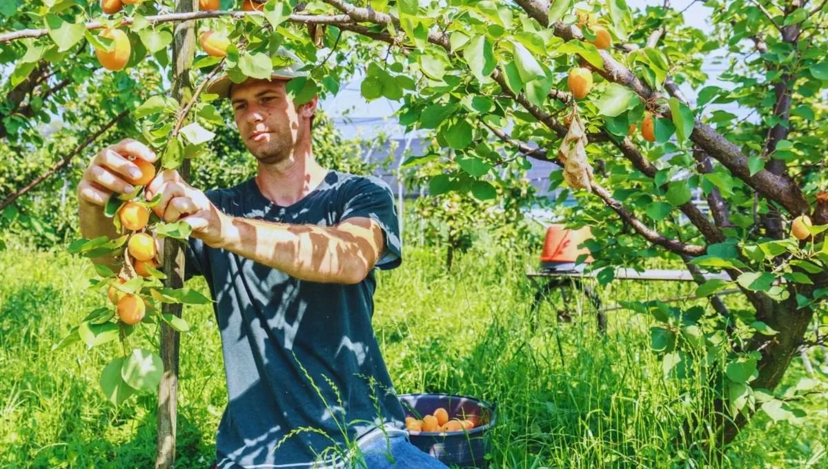Si la fruta cae en tu casa, el dueño es el vecino que plantó el árbol.