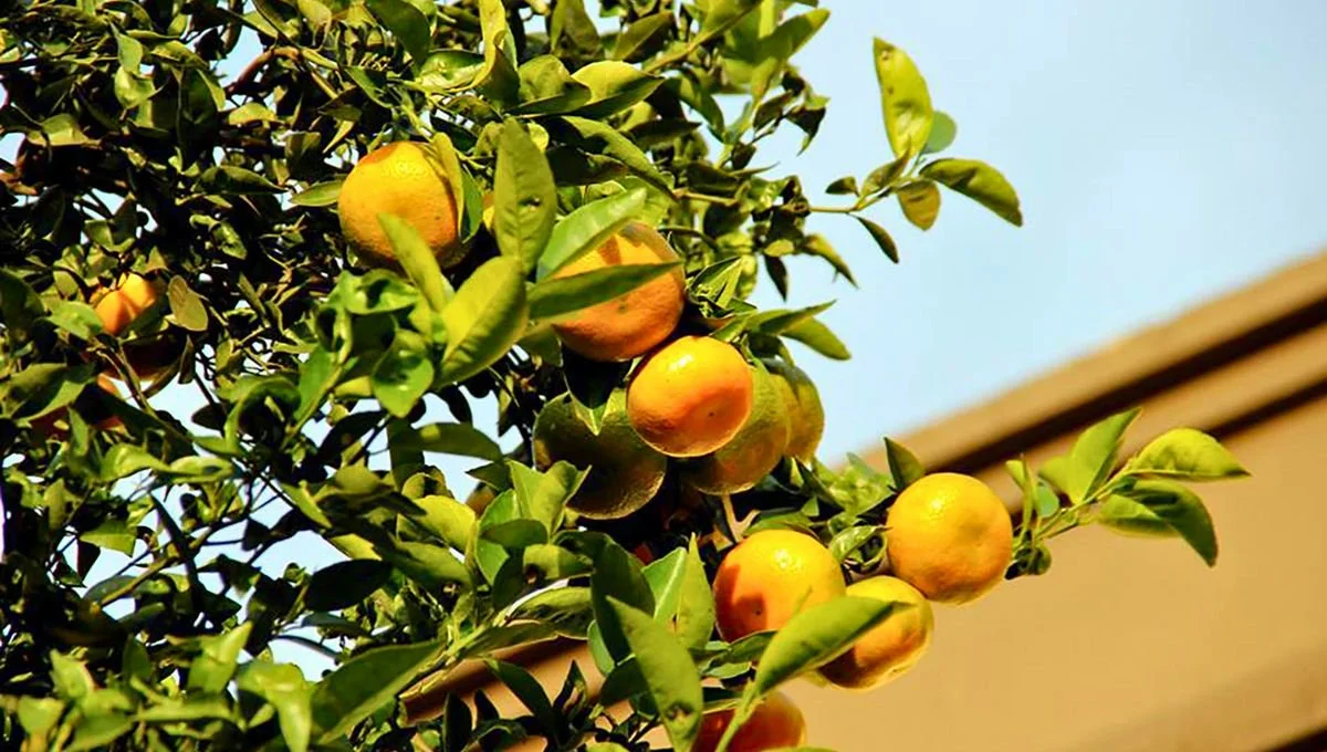 Mucha gente se equivoca al pensar a quién le corresponde el fruto del árbol público.