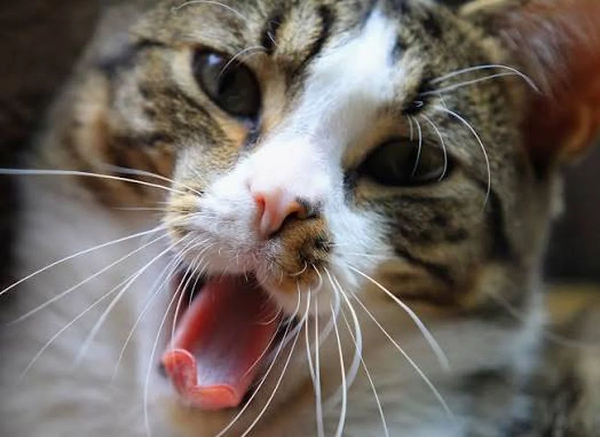 Los gatos recurrieron al instinto de supervivencia para sobrevivir.&nbsp;