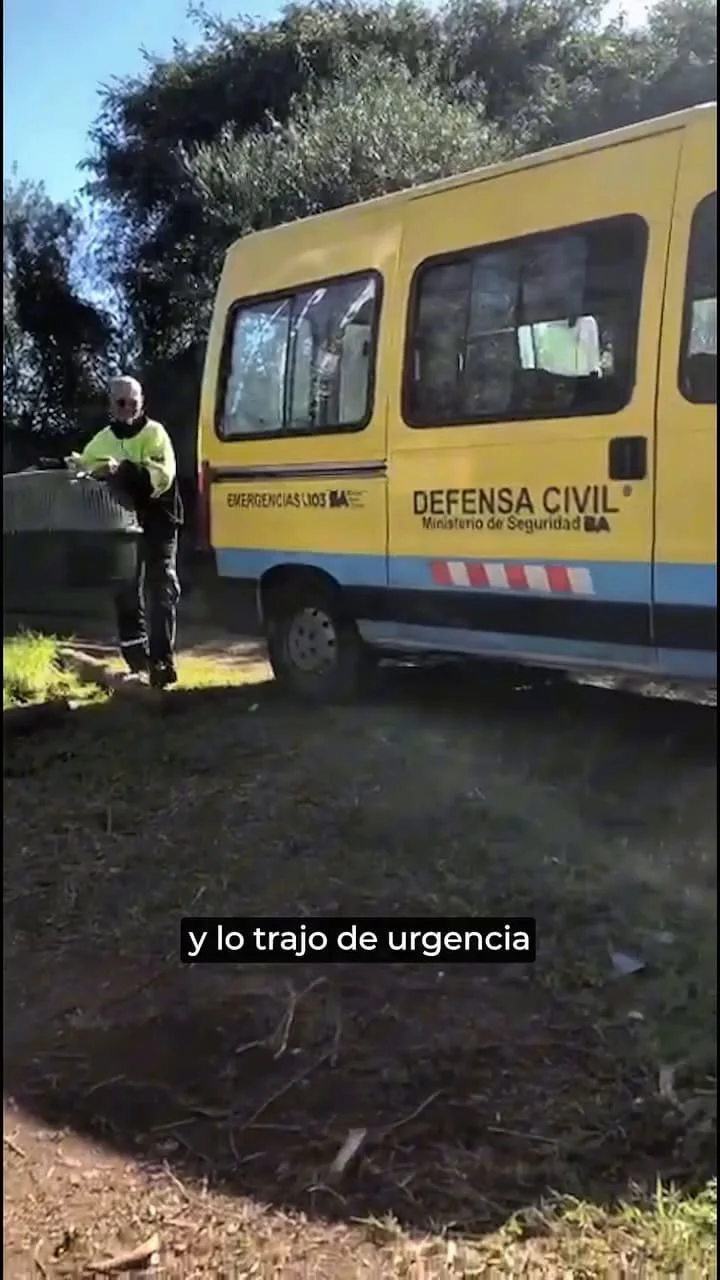 La historia del gavilán recuperado que pudo volver a la naturaleza