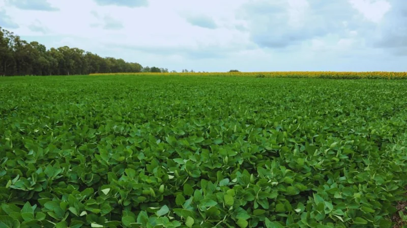 Ventana de abundancia: El Niño se consolida hasta 2027 y abre un escenario de superproducción para el campo