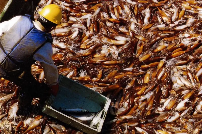 Las exportaciones pesqueras superaron los U$S1.000 millones en los primeros cinco meses de 2026